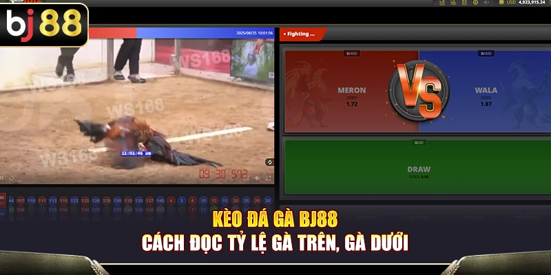 Kèo Đá Gà BJ88 – Cách Đọc Tỷ Lệ Gà Trên, Gà Dưới Chuẩn 1 Kèo Đá Gà BJ88 – Cách Đọc Tỷ Lệ Gà Trên, Gà Dưới Chuẩn