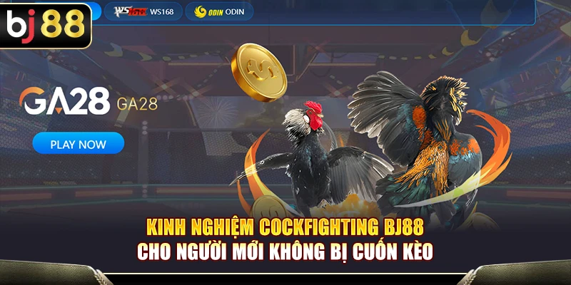 Kinh Nghiệm Cockfighting BJ88 Cho Người Mới Không Bị Cuốn Kèo