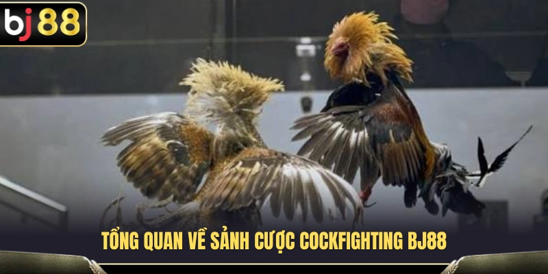 Cockfighting BJ88 – Sảnh Đá Gà Trực Tiếp Tốc Độ Cao 1 Khám phá điểm nổi bật của sảnh đá gà Cockfighting BJ88