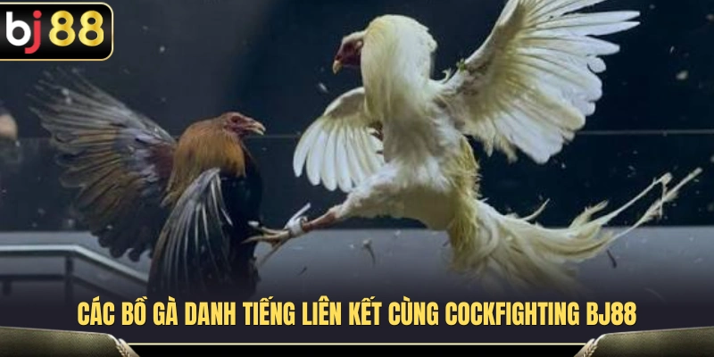 Cockfighting BJ88 – Sảnh Đá Gà Trực Tiếp Tốc Độ Cao 2 Những trường gà uy tín đang hợp tác với Cockfighting BJ88