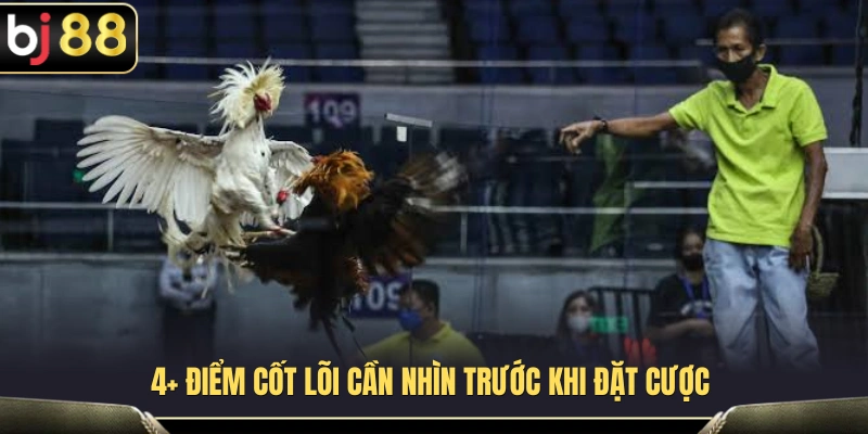 4 yếu tố quan trọng cần quan sát khi theo dõi một trận đá gà 