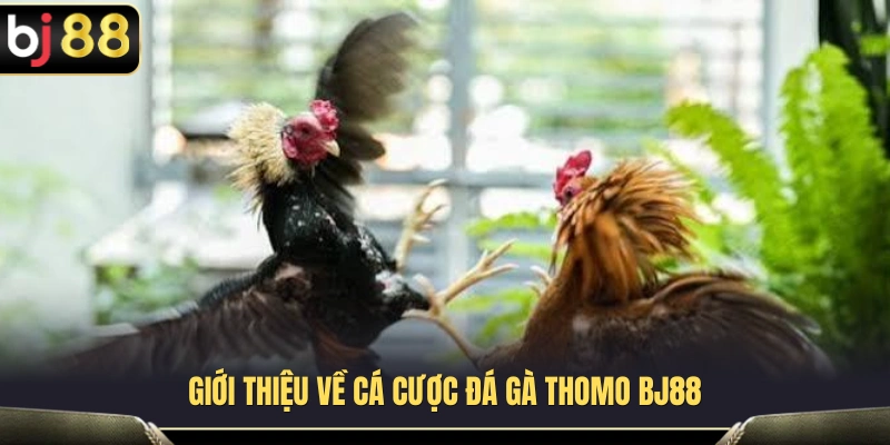 da ga thomo bj88 1 1