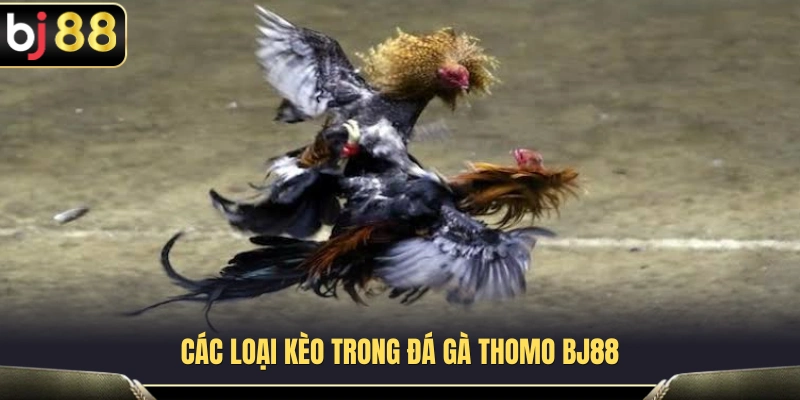Những hình thức thi đấu phổ biến tại các trường gà Thomo