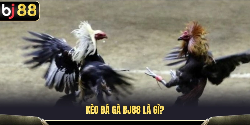 Kèo Đá Gà BJ88 – Cách Đọc Tỷ Lệ Gà Trên, Gà Dưới Chuẩn 2 Tìm hiểu thuật ngữ kèo đá gà BJ88