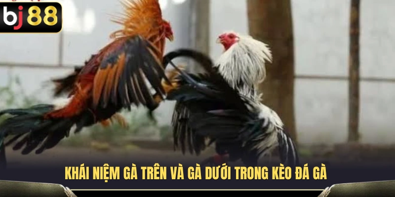 Quy định áp dụng cho chuyên mục đá gà cựa sắt BJ88 
