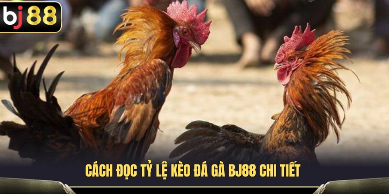 Kèo Đá Gà BJ88 – Cách Đọc Tỷ Lệ Gà Trên, Gà Dưới Chuẩn 4 Hướng dẫn đọc kèo đá gà BJ88 cơ bản
