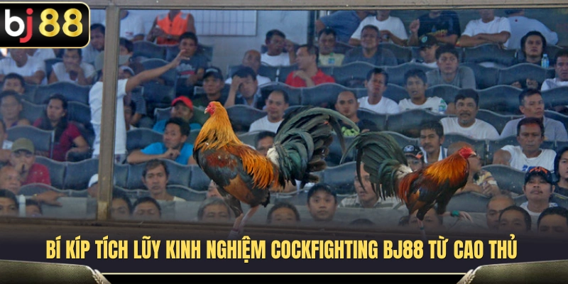 Kinh nghiệm cockfighting BJ88 được nhiều người chơi chia sẻ 