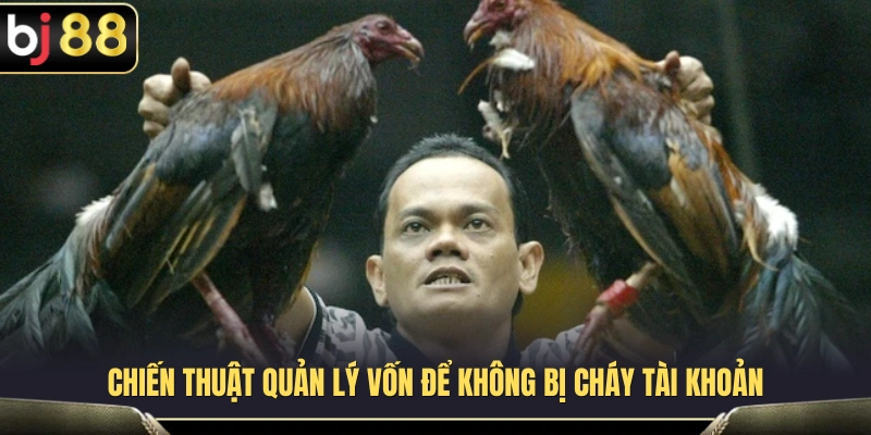 Cockfighting BJ88 – Sảnh Đá Gà Trực Tiếp Tốc Độ Cao 3 Cách đặt cược đá gà tại Cockfighting BJ88 dành cho người mới